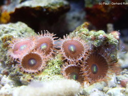 Zoanthus sp. Zoanthus sp.