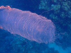 Gelege eines Rhomben-Kalmars Gelege eines Rhomben-Kalmars