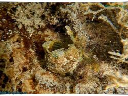 Foto: ilhabela, Brasilien Foto: ilhabela, Brasilien