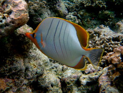 Chaetodon xanthocephalus; copyright by Henning Wiese Chaetodon xanthocephalus; copyright by Henning Wiese