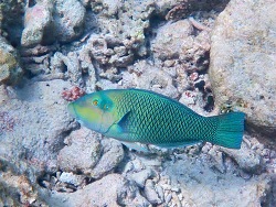 Hemigymnus melapterus, adult Hemigymnus melapterus, adult