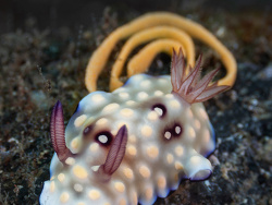 Goniobranchus hintuanensis,Bali Sea, Karangasem, Bali, ID 2024 Goniobranchus hintuanensis,Bali Sea, Karangasem, Bali, ID 2024