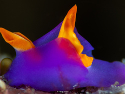 Sagaminopteron ornatum,Maricaban Strait, Calabarzon, PH 2024 Sagaminopteron ornatum,Maricaban Strait, Calabarzon, PH 2024