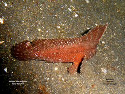 Ablabys macracanthus  Ablabys macracanthus