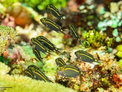 Indonesia - Alor - Reta Indonesia - Alor - Reta