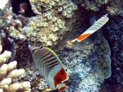 Chaetodon paucifasciatus; copyright by thelars Chaetodon paucifasciatus; copyright by thelars