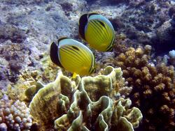 Chaetodon austriacus; copyright by thelars Chaetodon austriacus; copyright by thelars