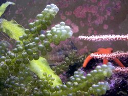 Caulerpa lentillifera  Bild (c) by Alge07 Caulerpa lentillifera  Bild (c) by Alge07