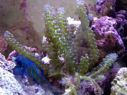 Caulerpa lentillifera - Kriechsprossalge (c) by Alge07 Caulerpa lentillifera - Kriechsprossalge (c) by Alge07