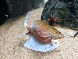 Wellhornschnecke (Buccinum undatum), Aquarium Wilhelmshaven 2025 (c) Muelly Wellhornschnecke (Buccinum undatum), Aquarium Wilhelmshaven 2025 (c) Muelly