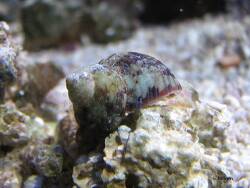 Turbo brunneus Turbo brunneus