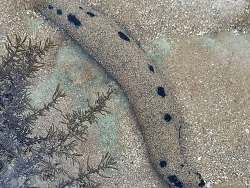 Holothuria atra,Port Hedland WA 6721, Australia 2024 Holothuria atra,Port Hedland WA 6721, Australia 2024