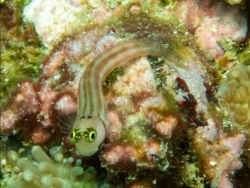 Foto: Pattaya Corner, Ko Lipe, Satun, Thailand 	Foto: Pattaya Corner, Ko Lipe, Satun, Thailand