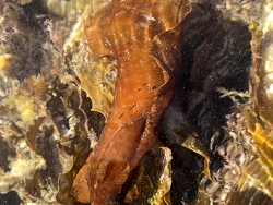 Aplysia juliana, Australia 2024 Aplysia juliana, Australia 2024