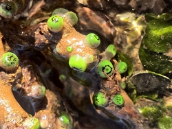Acrozoanthus australiae, Australia 2025 Acrozoanthus australiae, Australia 2025