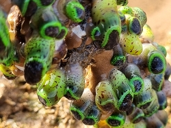 Acrozoanthus australiae,Port Hedland, WA, Australia 2024 Acrozoanthus australiae,Port Hedland, WA, Australia 2024