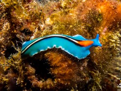 PN0A1931_Pseudoceros bifurcus, Tanzania 2025 PN0A1931_Pseudoceros bifurcus, Tanzania 2025