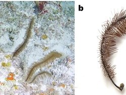 Foto: Bermuda, Nord-West-Atlantik Foto: Bermuda, Nord-West-Atlantik