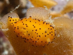 Crimora sp.souter photographers Cape Point, Cape Town, South Africa 2019 (CC-BY-SA) Crimora sp.souter photographers Cape Point, Cape Town, South Africa 2019 (CC-BY-SA)