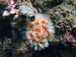 Asthenosoma ijimai,Ambon, Maluku, Indonesia 2025 Asthenosoma ijimai,Ambon, Maluku, Indonesia 2025