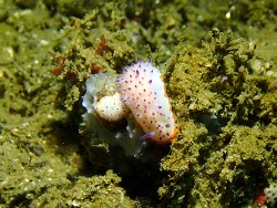 Mexichromis katalexis,Ambon, Maluku, Indonesia 2025 Mexichromis katalexis,Ambon, Maluku, Indonesia 2025