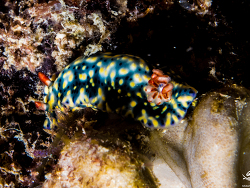Hypselodoris infucata, 16 meters on edge of rubble bed 2025 Hypselodoris infucata, 16 meters on edge of rubble bed 2025