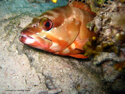 Epinephelus fasciatus Epinephelus fasciatus