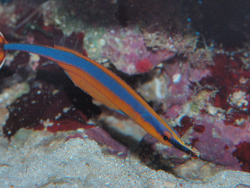 Doryrhamphus excisus Doryrhamphus excisus