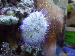 Lytechinus variegatus - Seeigel Lytechinus variegatus - Seeigel