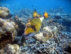 Balistoides viridescens - Titan Drückerfisch (Grüner Riesen-Drückerfisch) - Malediven - Thudufushi - Hausriff  Balistoides viridescens - Titan Drückerfisch (Grüner Riesen-Drückerfisch) - Malediven - Thudufushi - Hausriff