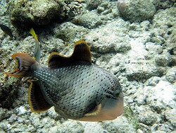 Pseudobalistes flavimarginatus - Gelbsaum-Drückerfisch Übergangsform - Malediven - Thudufushi - Hausriff Pseudobalistes flavimarginatus - Gelbsaum-Drückerfisch Übergangsform - Malediven - Thudufushi - Hausriff