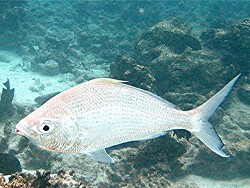 Gerres longirostris - Langschwanz-Silberling	MLE - Thudufushi - Hausriff; copyright by Aitsch-Pi Gerres longirostris - Langschwanz-Silberling	MLE - Thudufushi - Hausriff; copyright by Aitsch-Pi