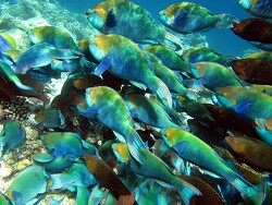 Scarus prasiognathos - Grünwangen-Papageifisch - Malediven - Thudufushi - Hausriff Scarus prasiognathos - Grünwangen-Papageifisch - Malediven - Thudufushi - Hausriff