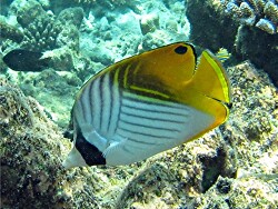 Chaetodon auriga - Fähnchen - Falterfisch - Malediven - Thudufushi - Hausriff Chaetodon auriga - Fähnchen - Falterfisch - Malediven - Thudufushi - Hausriff