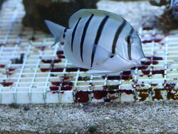 Acanthurus triostegus - Gitter Doktorfisch Acanthurus triostegus - Gitter Doktorfisch