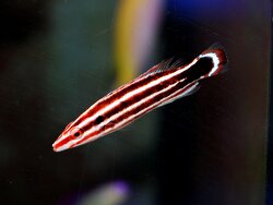 Bodianus sepiacaudus n.sp. - Zuckerstangen Lippfisch Bodianus sepiacaudus n.sp. - Zuckerstangen Lippfisch