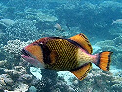 Balistoides viridescens - Titan Drückerfisch - Malediven - Thudufushi - Hausriff Balistoides viridescens - Titan Drückerfisch - Malediven - Thudufushi - Hausriff