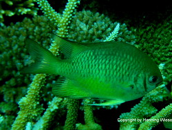 Amblyglyphidodon indicus Amblyglyphidodon indicus