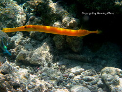 Aulostomus chinensis Aulostomus chinensis