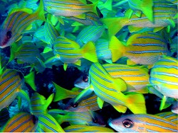 Lutjanus kasmira - Blausteifen-Schnapper - Malediven - Summer Island - Wasi Mas Thila Lutjanus kasmira - Blausteifen-Schnapper - Malediven - Summer Island - Wasi Mas Thila