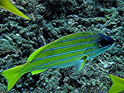 Lutjanus kasmira - Blausteifen-Schnapper - Malediven - Thudufushi - Hausriff Lutjanus kasmira - Blausteifen-Schnapper - Malediven - Thudufushi - Hausriff