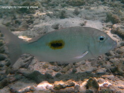 Lethrinus harak Lethrinus harak