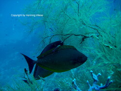 Naso hexacanthus Naso hexacanthus