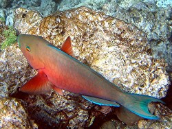 Chlorurus strongylocephalus (Weibchen) - MLE - Thudufushi - Hausriff; copyright bei Aitsch-Pi Chlorurus strongylocephalus (Weibchen) - MLE - Thudufushi - Hausriff; copyright bei Aitsch-Pi