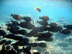 Zebrasoma desjardinii - Indischer Segelflossendoktor - Malediven - Thudufushi - Hausriff Zebrasoma desjardinii - Indischer Segelflossendoktor - Malediven - Thudufushi - Hausriff