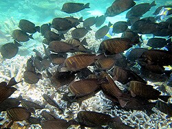 Zebrasoma desjardinii - Indischer Segelflossendoktor - Malediven - Thudufushi - Hausriff Zebrasoma desjardinii - Indischer Segelflossendoktor - Malediven - Thudufushi - Hausriff