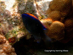 Pomacentrus indicus Pomacentrus indicus