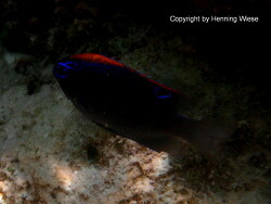 Pomacentrus indicus Pomacentrus indicus