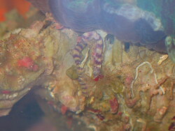 Serpula vittata, Copyright by Detlef Klose Serpula vittata, Copyright by Detlef Klose
