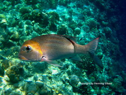 Monotaxis grandoculis Monotaxis grandoculis